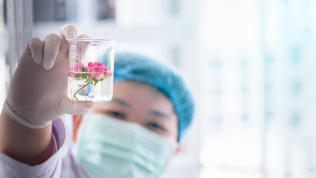 Selective focus on glass beaker with pink roses inside for experiment, to extract for aroma essence. Research and development for health and beauty care use.