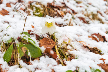 Magic of winter. Hellebore sticking out of the snow.