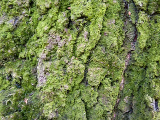 The bark of a tree covered with green moss.