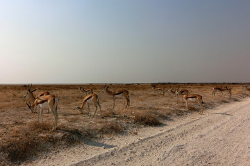 Antidorcas marsupialis hofmeyri