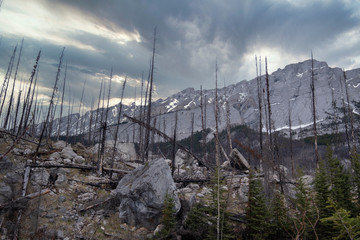 Dead trees destroyed by forest fire, Canada
