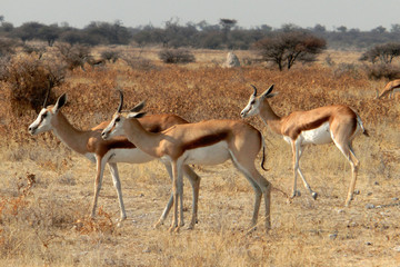 Antidorcas marsupialis hofmeyri
