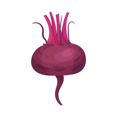 Whole Beet Root Without Green Leaves Vector Illustration