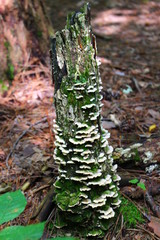 Fungus on a tree