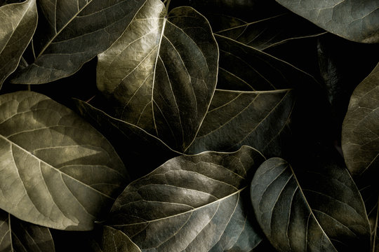 closeup nature view of monochrome leaf texture, dark wallpaper concept, autumn nature background, tropical leaf