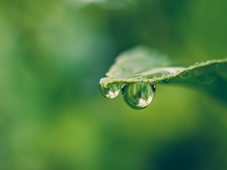 water drops on green leaf
