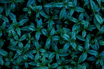 Naklejka na ściany i meble closeup nature view of green leaf texture, dark wallpaper concept, nature background, tropical leaf