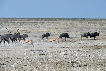 Fototapeta na wymiar Antidorcas marsupialis hofmeyri