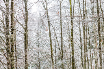 Magic of the woods during a snowfall. Val Saisera. Italy
