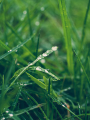 Water droplets on grass