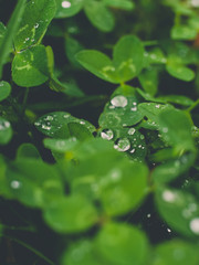water drops on green leaf