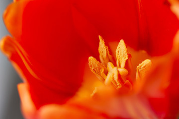 Fototapeta na wymiar Tulip flower close-up. Incredible orange color, natural beauty of details. The concept of spring, femininity, sensuality.
