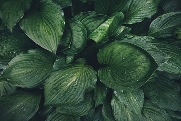 Obraz premium View From Above On Hosta Leaves