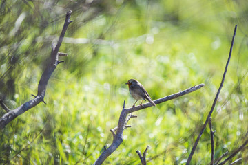 Rouge-gorge perché en pleine nature