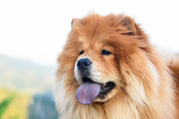 Naklejka na ściany i meble Beautiful dog chow-chow outside. Purebred dog chow chow on mountain over the canyon