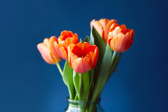 Bouquet of tulips in orange colors on trendy blue background. Concept of spring, Women's Day, Mother's Day, 8 March, the holiday greetings.