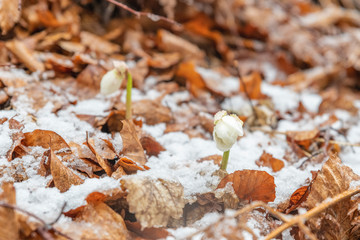 Magic of winter. Hellebore sticking out of the snow.