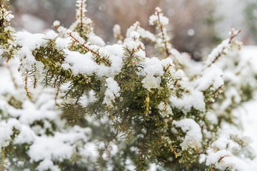 Magic of the woods during a snowfall. Val Saisera. Italy