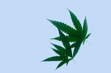 Cannabis leaves placed on a blue background