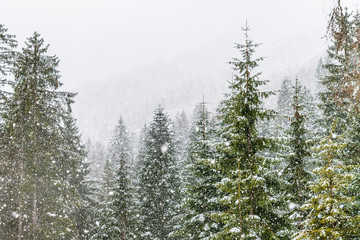 Magic of the woods during a snowfall. Val Saisera. Italy