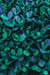 closeup nature view of green leaf texture, dark wallpaper concept, nature background, tropical leaf