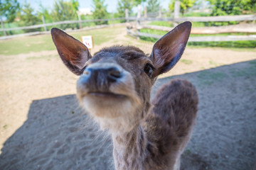 Close up of a Fallow Deer buck Dama dama. Fallow deer Dama hind looking at camera while grazing on a glade. Chleby, Czech republic. Sunny wether.
