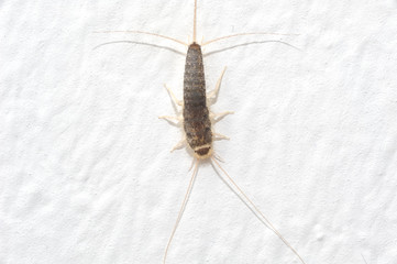 Silverfish an insect from the Lepismatidae family with long Terminalfilum and Cerci at a white wall