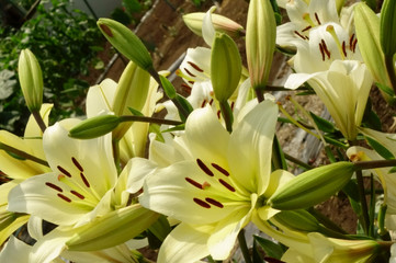 快晴の空に映える、華麗で優美な水仙の花々