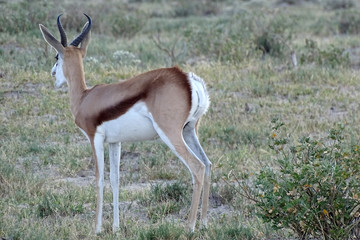Antidorcas marsupialis hofmeyri