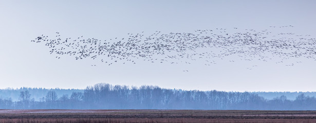 Migrating group of geese in the spring morning
