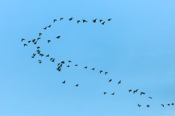 Migrating group of geese in the spring morning