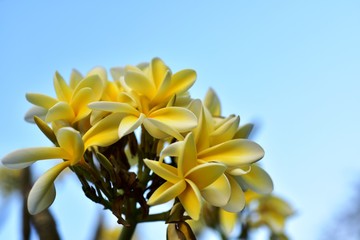 Obraz premium Yellow frangipani flower isolated on green background