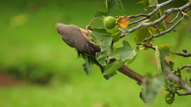 Rear view of Speckled Mousebird feeding on fig tree branch, looks over his shoulder.