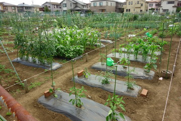 市街地に設置された市民の為の借地区割り農園