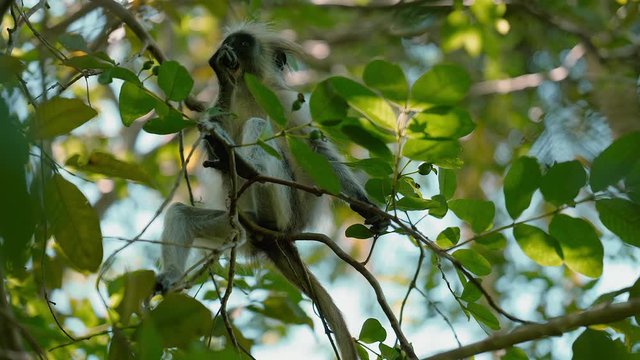 Red colobus eating fruit in the Jozani forest of Zanzibar