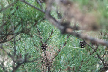 Pinus thunbergii commonly found in the seaside of South Korea (Korean common name is 해송[haesong] or 곰솔[komsol]). It also may be grown as bonsai.