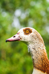 goose head portrait sharp eye bokeh isolated copy space animal wildlife urban park