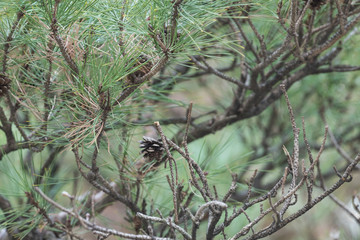 Pinus thunbergii commonly found in the seaside of South Korea (Korean common name is 해송[haesong] or 곰솔[komsol]). It also may be grown as bonsai.