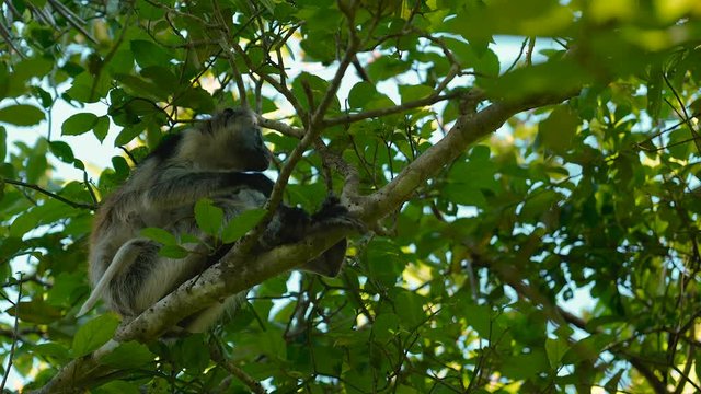 Red colobus scratching his leg in the Jozani forest of Zanzibar