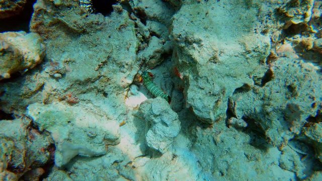 Mantis shrimp swimming on a coral reef in the tropical sea of Zanzibar