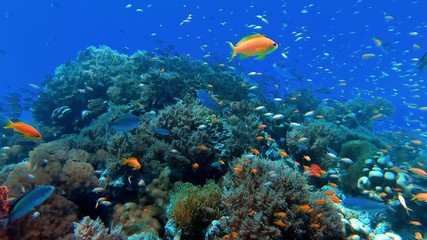Swimming among beautiful fish and coral in the tropical sea of Zanzibar - Powered by Adobe