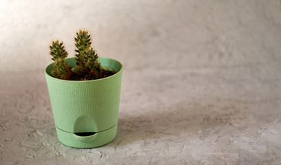 a potted plant standing on a textured concrete surface with copy space