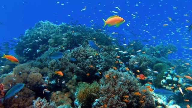 Swimming among beautiful fish and coral in the tropical sea of Zanzibar