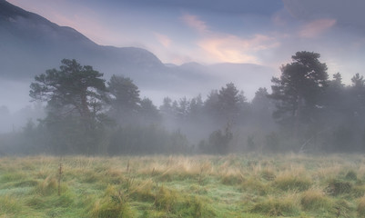 Obraz na płótnie Canvas Amanecer en medio del campo con niebla y arboleda.