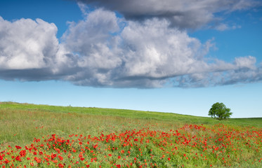 Paisaje primaveral de campo verde con amapolas rojas, árbol solitario y cielo azul con nubes.