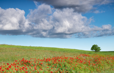 Paisaje primaveral de campo verde con amapolas rojas, árbol solitario y cielo azul con nubes.
