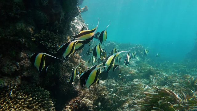 Zanclus cornutus fish swimming in tropical sea of Zanzibar