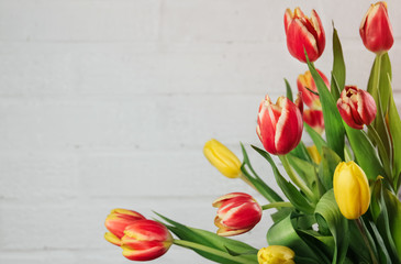  Bouquet of red, yellow and pink tulips on a background of light gray wall copy space. 