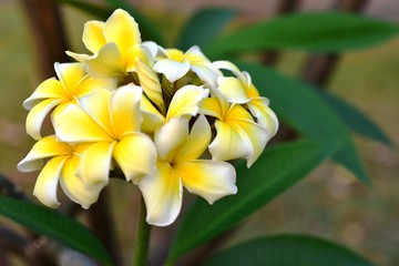 Obraz premium Yellow frangipani flower isolated on green background