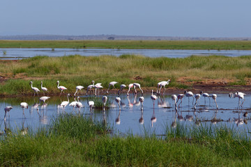 Zwergflamingos im Amboseli
